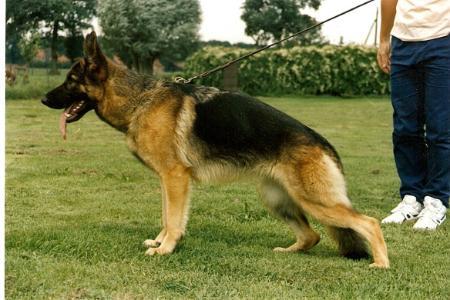 Nina von der Michaelswiese | German Shepherd Dog 