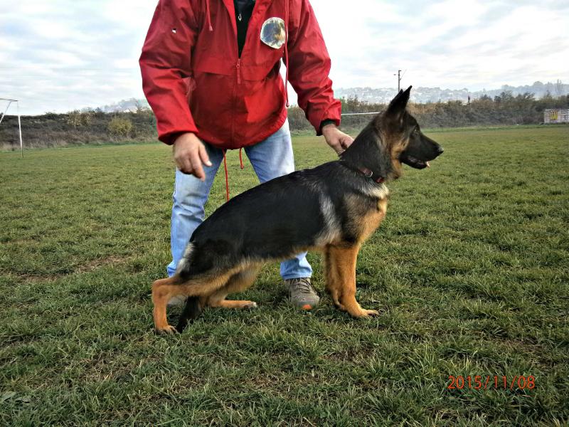 Oxssa od Ranketa | German Shepherd Dog 