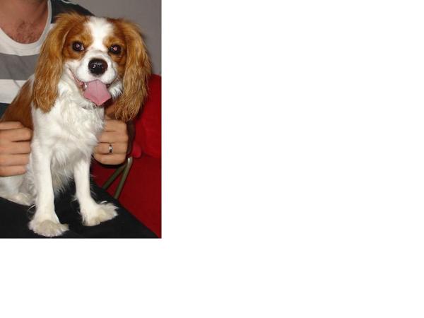 Roney | Cavalier King Charles Spaniel 