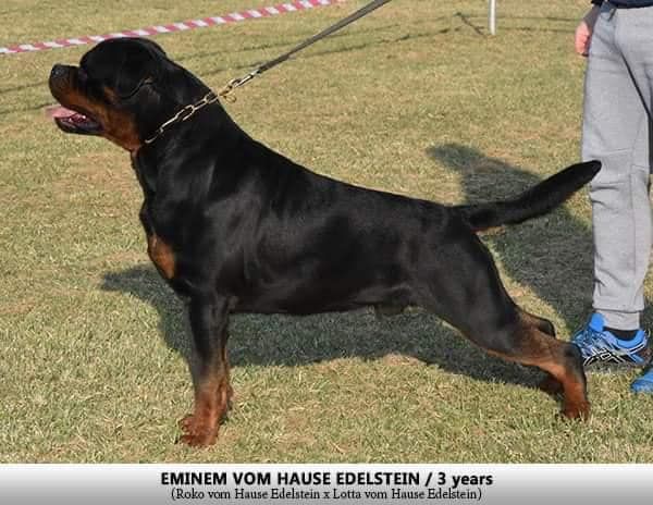 Eminem vom Hause Edelstein | Rottweiler 