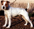 Coldwater Sting | Jack Russell Terrier 