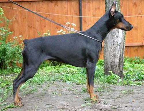 Evelina-Eva de Bella y Feliz Estrella | Black Doberman Pinscher