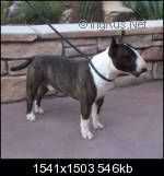 REGENCY'S DD PROF. DUMBLEDORE. | Miniature Bull Terrier 