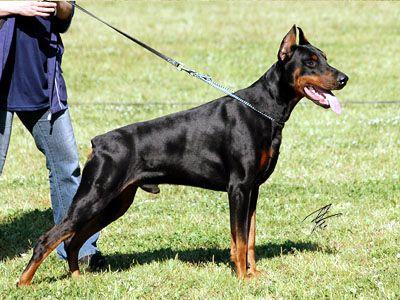 Bredli Bo Volvo Valentino | Black Doberman Pinscher