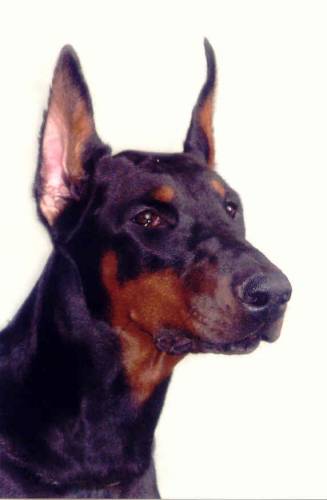 Bredli Bo Viva Victoria | Black Doberman Pinscher