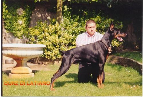 Qunz di Latiano | Black Doberman Pinscher