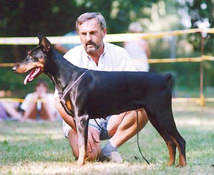 Akira v. Waldwinkel | Black Doberman Pinscher