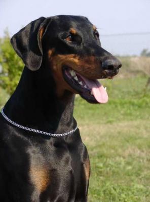 Brisca v. Waldwinkel | Black Doberman Pinscher