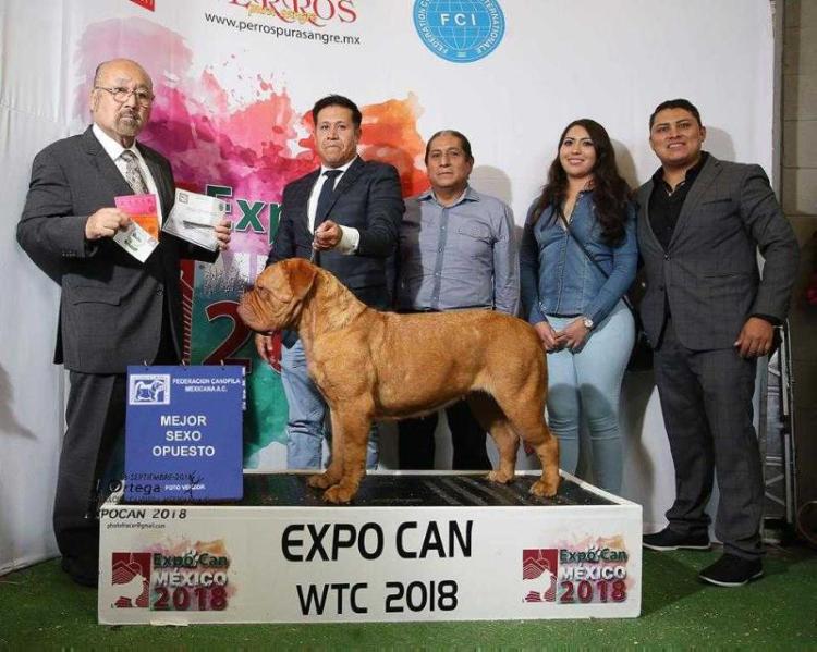 JANIS JOPLIN DE LOS MIRMIDONES | Dogue de Bordeaux 