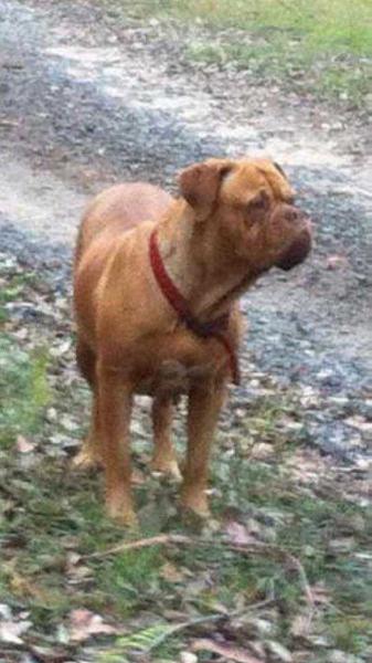 Devourchiens Chinook | Dogue de Bordeaux 