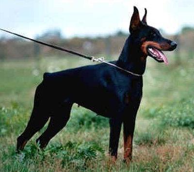 Brenda v. Waldwinkel | Black Doberman Pinscher