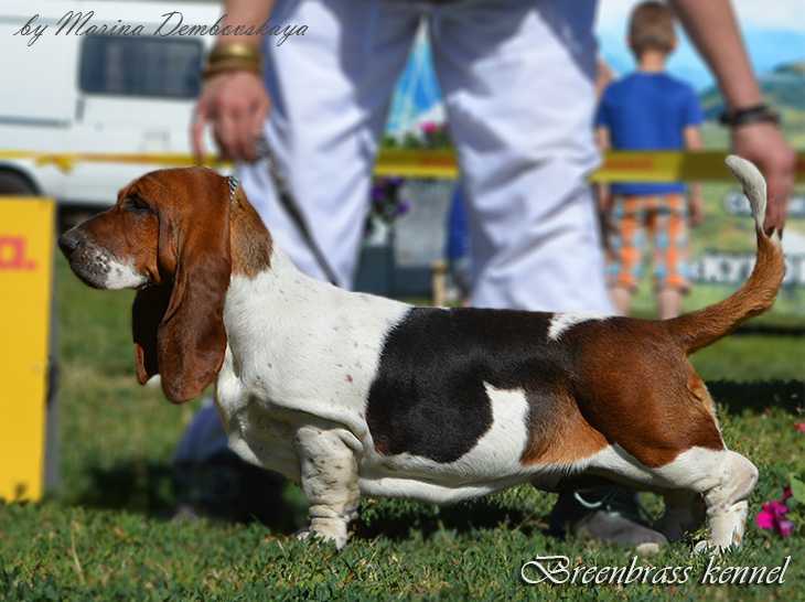 Jessie Style Breenbrass | Basset Hound 