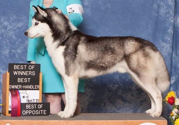 Liberty's Country Boy Of KPM | Siberian Husky 