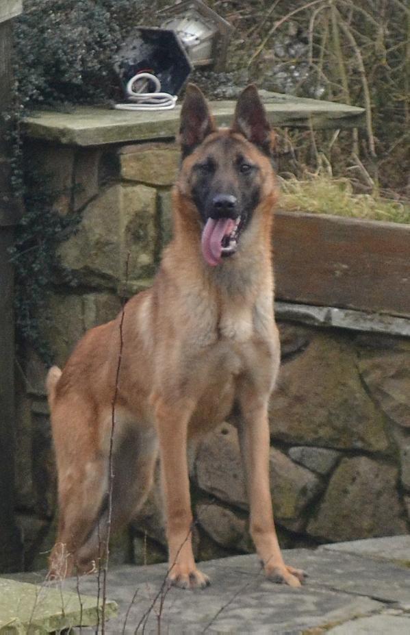 Kashmir van Joefarm | Belgian Malinois 