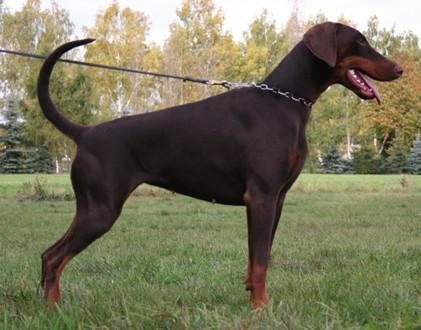 Glory v. Waldwinkel | Brown Doberman Pinscher