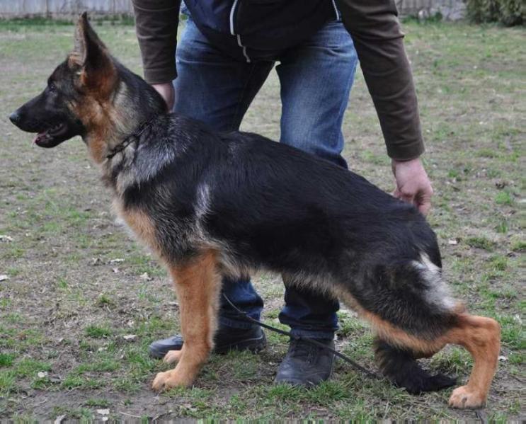 Ibica Sofievskaya zemlya | German Shepherd Dog 