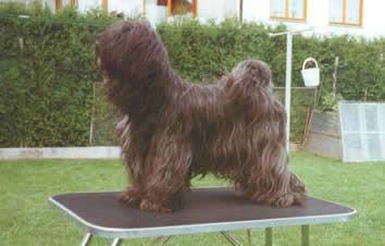 A-MAS TSIN-DA MA-NI OF SCHANTI'S | Tibetan Terrier 