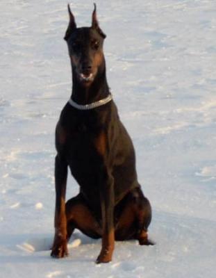 Pam v. Strengbach | Black Doberman Pinscher