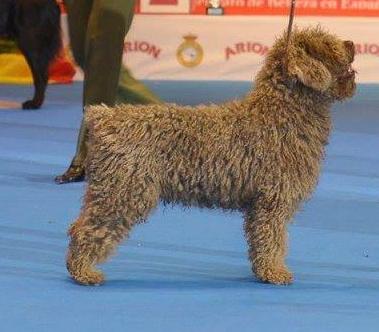 Tango | Spanish Water Dog 