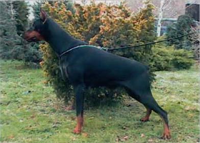 Pitti v. Strengbach | Black Doberman Pinscher