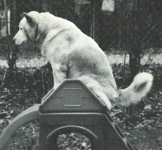 Kita Maru | Akita 