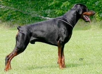 Ramonburg's Eniro | Black Doberman Pinscher