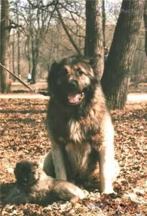 Faraon | Caucasian Mountain Dog 