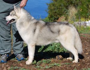 Diamond dos Campos da Rainha | Siberian Husky 