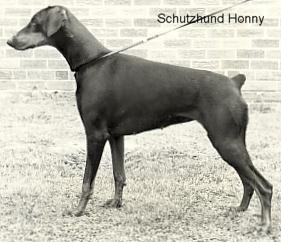 Schutzhund Honny | Black Doberman Pinscher