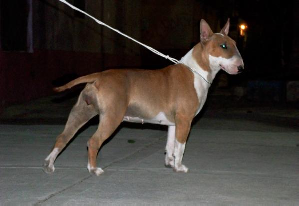 Red Orchid (Uriza) | Bull Terrier 