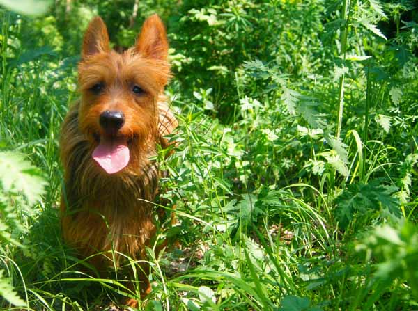 Alvolin's Baltazar | Australian Terrier 