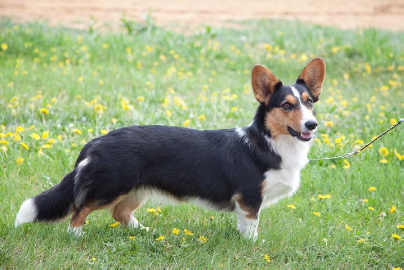 Zamok Svyatogo Angela Nora | Cardigan Welsh Corgi 