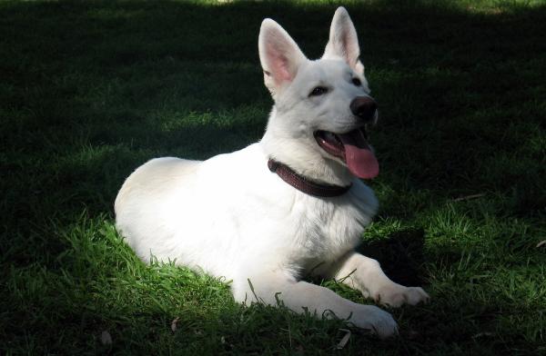 Alpinarc Fantom King | White Swiss Shepherd Dog 