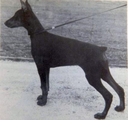 Schutzhund Stella | Black Doberman Pinscher