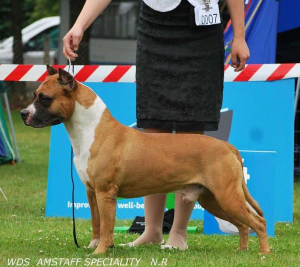 Chebens Tebel Chicago | American Staffordshire Terrier 