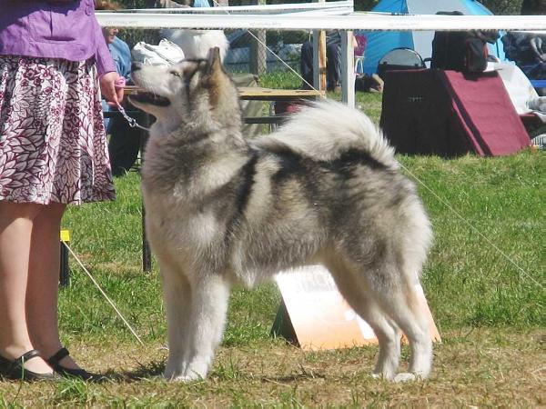 Arctic Challenge ONE LUCKY STAR | Alaskan Malamute 