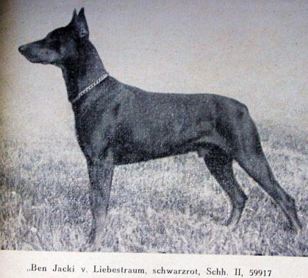 Ben-Jacki v. Liebestraum | Black Doberman Pinscher