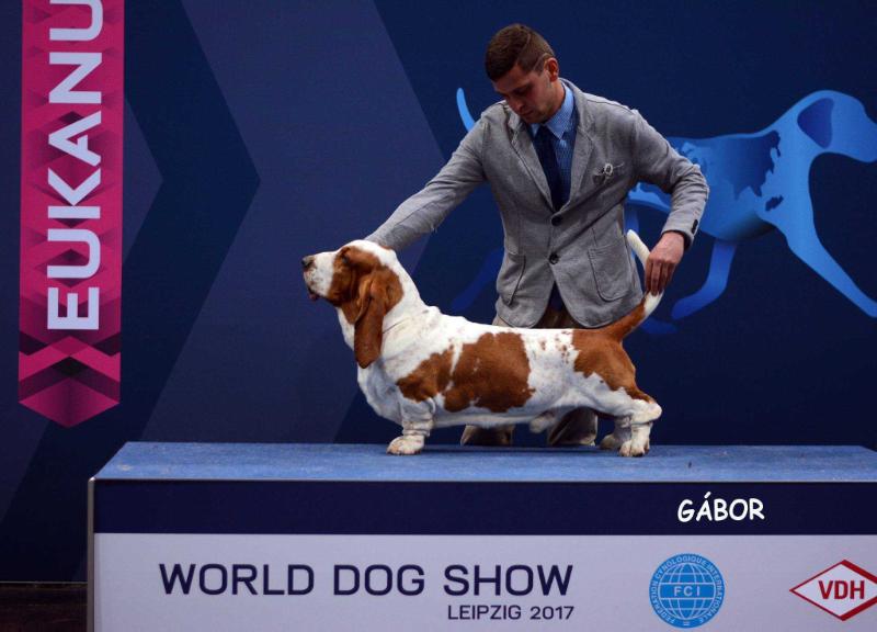 JWW Nefriti´s Arundo | Basset Hound 