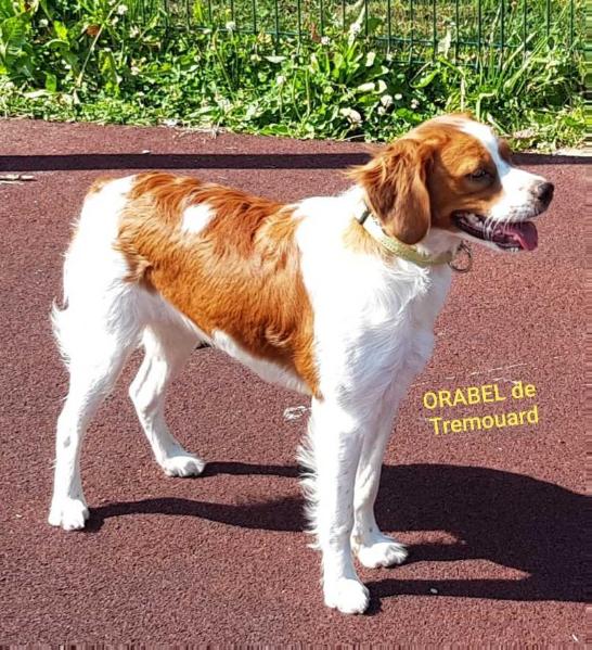 ORABEL de Tremouard | Brittany 