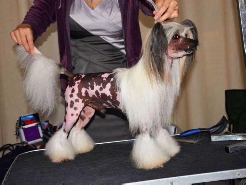 Belshaw's Royal Bain de Champagne | Chinese Crested 