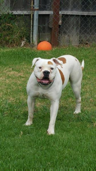 Empire's Daisey | American Bulldog 