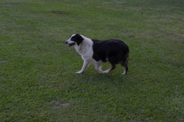 Candy's Texas Show Girl | Australian Shepherd 