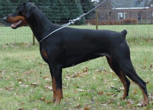 Danté v.'t Donkenhof | Black Doberman Pinscher