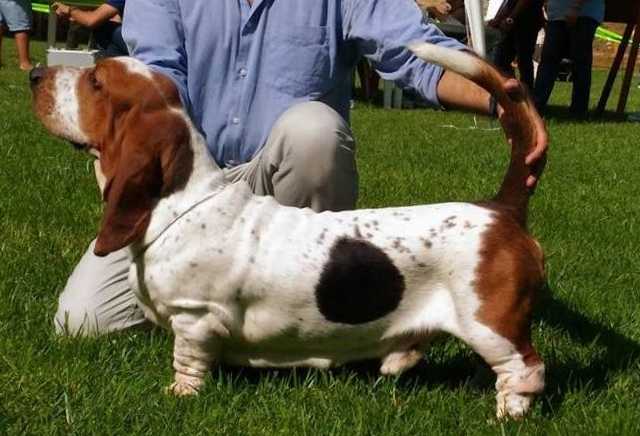 BASSBUTTERFLY ZAFFIRO DELLE STELLE | Basset Hound 