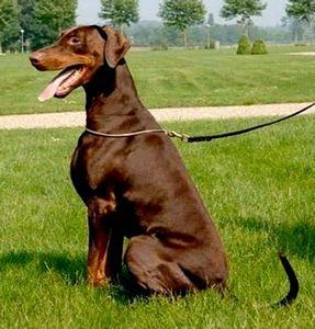 Wandor v. Klingbach | Brown Doberman Pinscher