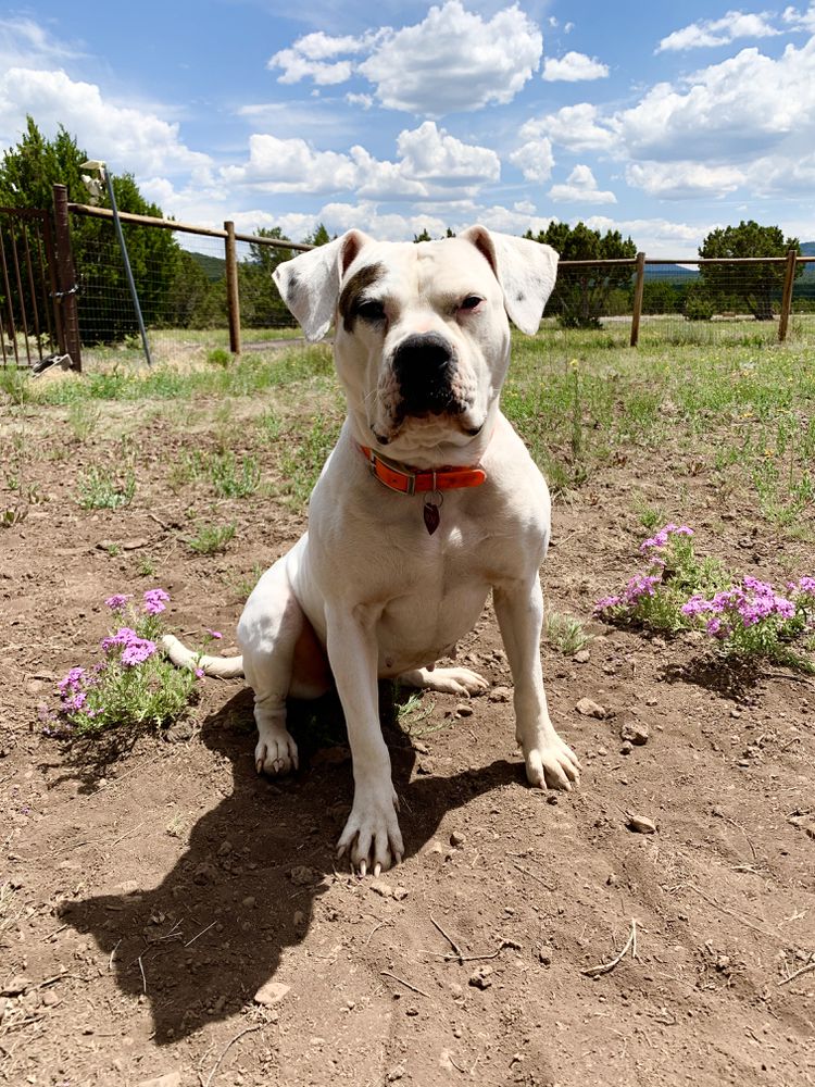 MPKennels Medusas Black Rose of NEK | American Bulldog 