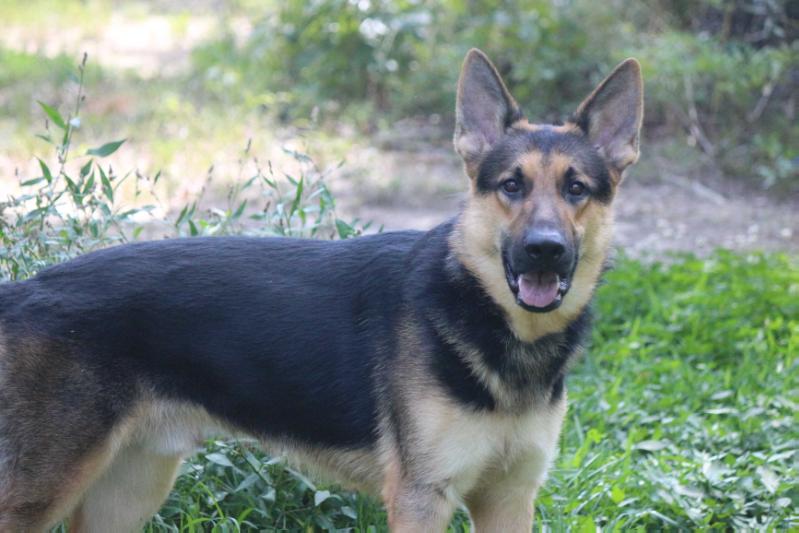 Baron Von Prusia Haus | German Shepherd Dog 