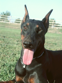 RER's Belize v. Danika | Black Doberman Pinscher