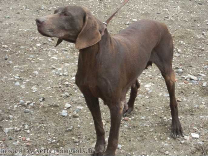 Ness du Valat de Perret | German Shorthaired Pointer 