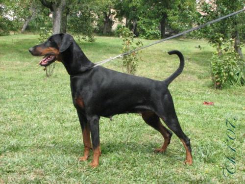 Riga v. Karpatia | Black Doberman Pinscher